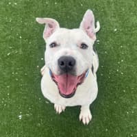 Photo of Frankenstein Imp 2842