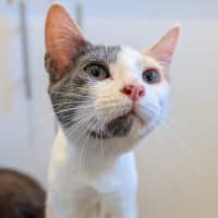Photo of Pippin