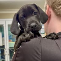 Photo of Louie