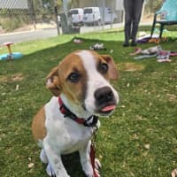 Photo of Lebron (Fizzler)