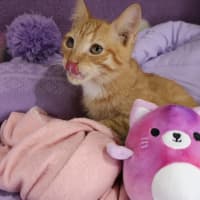 Photo of Gazpacho