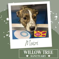 Photo of Maizi