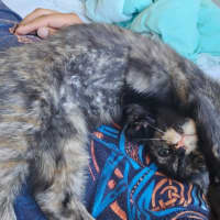 Photo of Tori
