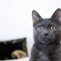 Photo of Baby