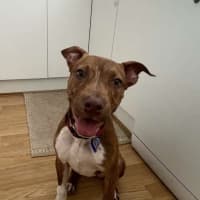 Photo of Sassy   4 Month Old American Staffy X