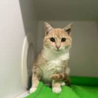 Photo of Nova