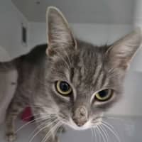 Photo of Poppet