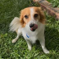 Photo of Jax 