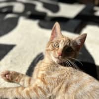 Photo of George   Located In Lower Plenty