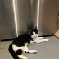 Photo of Postman Cat