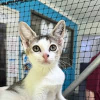 Photo of Apple Crisp