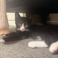 Photo of Gummy Meet Me@Petstock Mornington Store