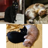 Photo of 10688/9   Apricot & Raven