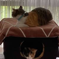 Photo of Holly & Angel