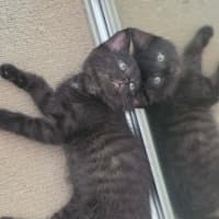 Photo of Meatball, Ziggy, Oreo & Chip