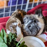 Photo of Scruffy / Chip