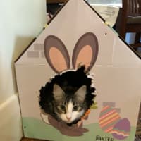 Photo of Cocoa