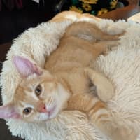 Photo of Barney