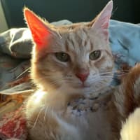 Photo of Nemo