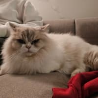 Photo of Little White