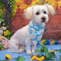 Photo of Oscar