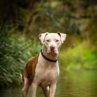 Photo of Odin