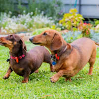 Photo of Bessie
