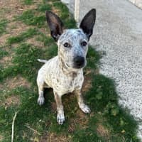 Photo of Trixie *$250 Adoption Fee*