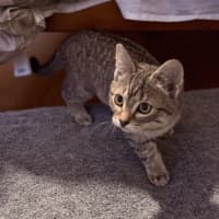 Photo of Adelyn