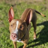 Photo of Otto
