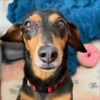 Photo of Sally   8 Year Old Dachshund