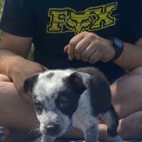 Photo of Oreo   8 Week Old Kelpie X (Trial)