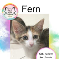 Photo of Fern