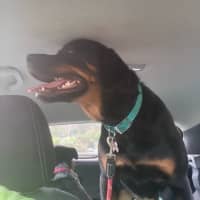 Photo of Nala