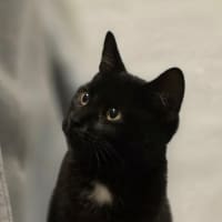 Photo of Knightly 