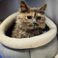 Photo of Bubbles