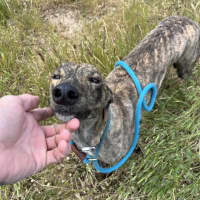 Photo of American Angel 