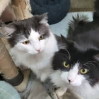 Photo of Dorian Gray