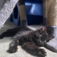 Photo of Piper