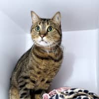 Photo of Nitro Sta013446 & Turbo Sta013447