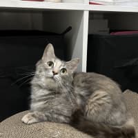Photo of Snowy