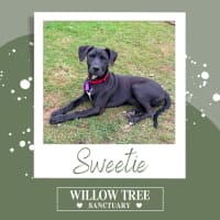 Photo of Sweetie