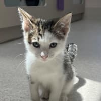 Photo of Mazda (8923)