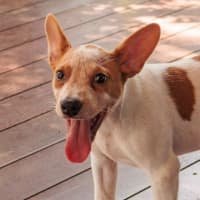 Photo of Merry