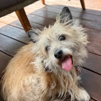 Photo of Honey   15 Year Old Cairn Terrier