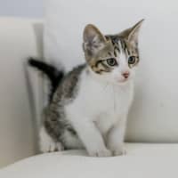 Photo of Tommy