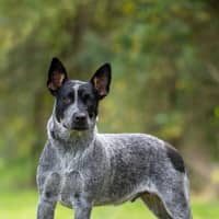 Photo of Rocket