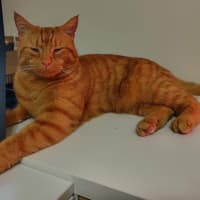 Photo of Ginger (Gigi)