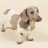 Photo of Isabelle