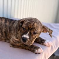 Photo of Gidget